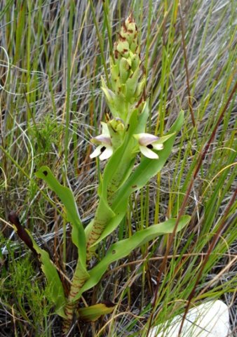 Disa cornuta