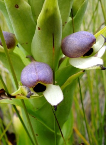 Disa cornuta purple median sepals