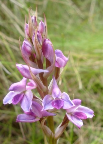 Disa dracomontana