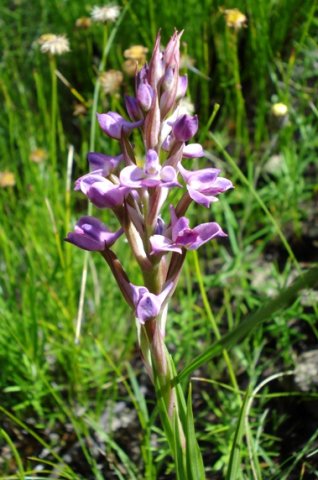Disa dracomontana leaves