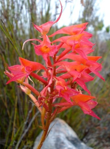 Disa ferruginea flower spike