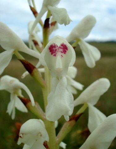 Disa intermedia more colour