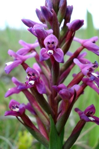 Disa stachyoides