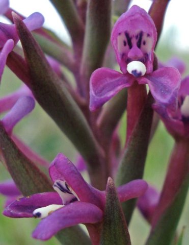 Disa stachyoides flowers