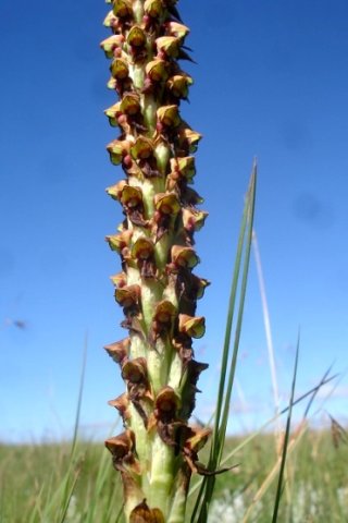 Disa versicolor