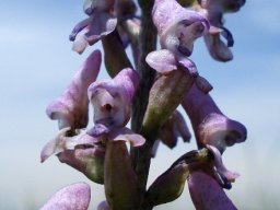 Disa aconitoides subsp. aconitoides part of inflorescence