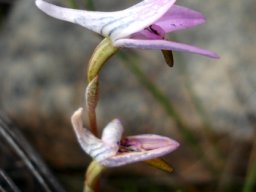 Disa bifida bracts