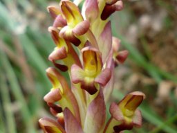 Disa bolusiana bracts
