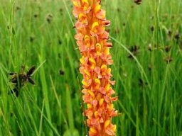 Disa chrysostachya