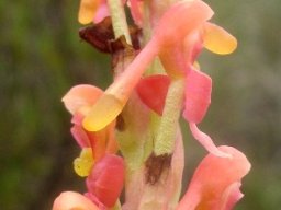Disa chrysostachya