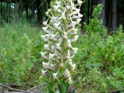 Disa cooperi next to a pine forest