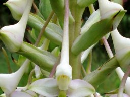Disa cooperi long spurs