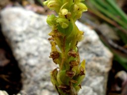 Disa cylindrica