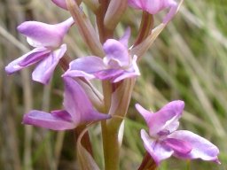 Disa dracomontana flowers