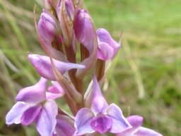 Disa dracomontana