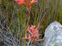 Disa ferruginea