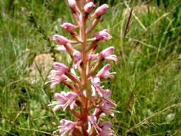 Disa patula var. transvaalensis