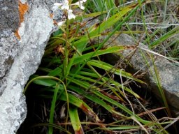 Disa saxicola leaves