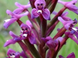 Disa stachyoides