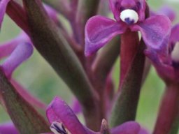 Disa stachyoides flowers