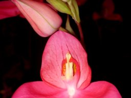 Disa uniflora inflorescence
