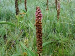 Disa versicolor having presence