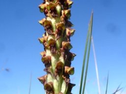 Disa versicolor
