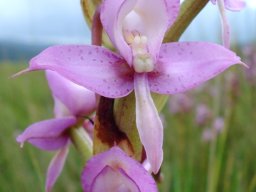 Disa zuluensis flower