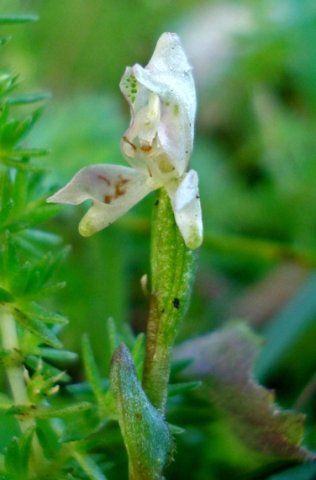 Disperis macowanii