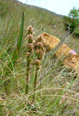 Disperis renibractea noticed in the grass 