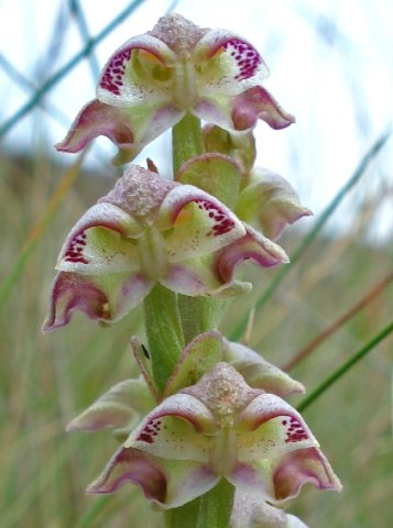Disperis renibractea inflorescence