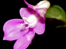 Disperis virginalis pink flower