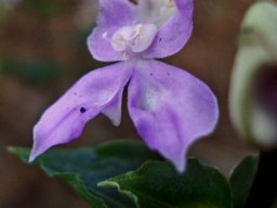 Disperis virginalis flower
