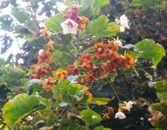 Dombeya pulchra