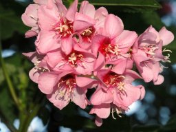 Dombeya