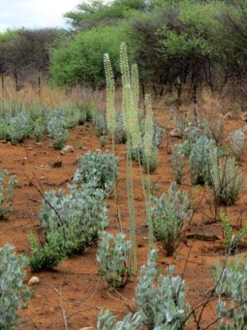 Drimia altissima stems directly from the ground