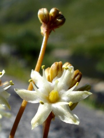 Drimia virens