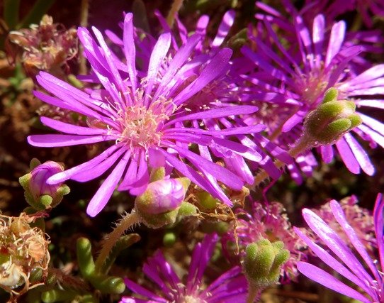 Drosanthemum prostratum flowers