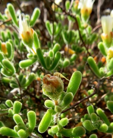 Drosanthemum schoenlandianum leaves