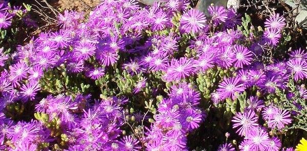 Drosanthemum archeri near Oudtshoorn