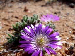 Drosanthemum