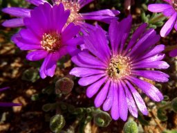 Drosanthemum hispidum or nearly so