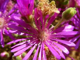 Drosanthemum prostratum flowering stages