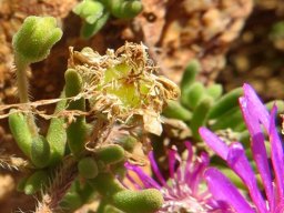 Drosanthemum prostratum leaves