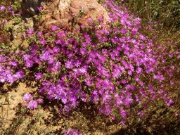 Drosanthemum prostratum
