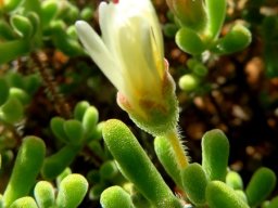 Drosanthemum schoenlandianum closed flower