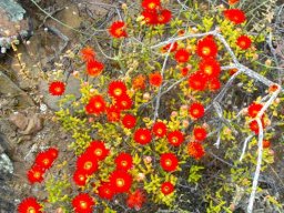 Drosanthemum speciosum