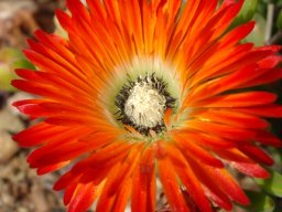 Drosanthemum speciosum flower