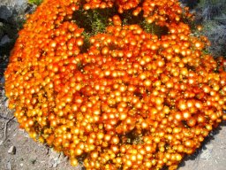 Drosanthemum speciosum, a dome of flowers