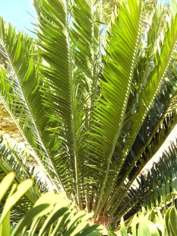 Encephalartos aemulans
